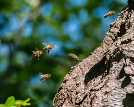Why Protecting Honeybees Might Harm Wild Bee Species